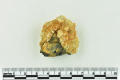 Onion Bottle Fragments